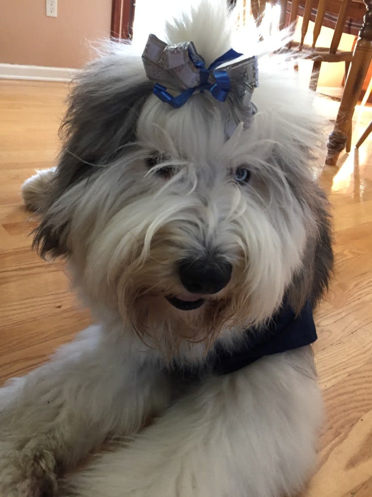 Winston, an Old English Sheepdog tested with EmbarkVet.com