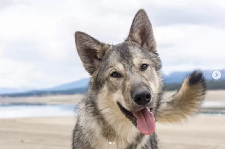 Lark, a Siberian Husky and Karelian Bear Dog mix tested with EmbarkVet.com