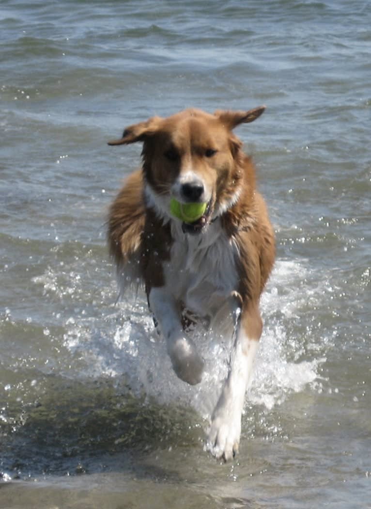 Bentley, a Chow Chow and Labrador Retriever mix tested with EmbarkVet.com