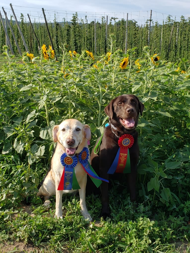 STK9s Colt45s Heart Of A Hero, a Labrador Retriever tested with EmbarkVet.com