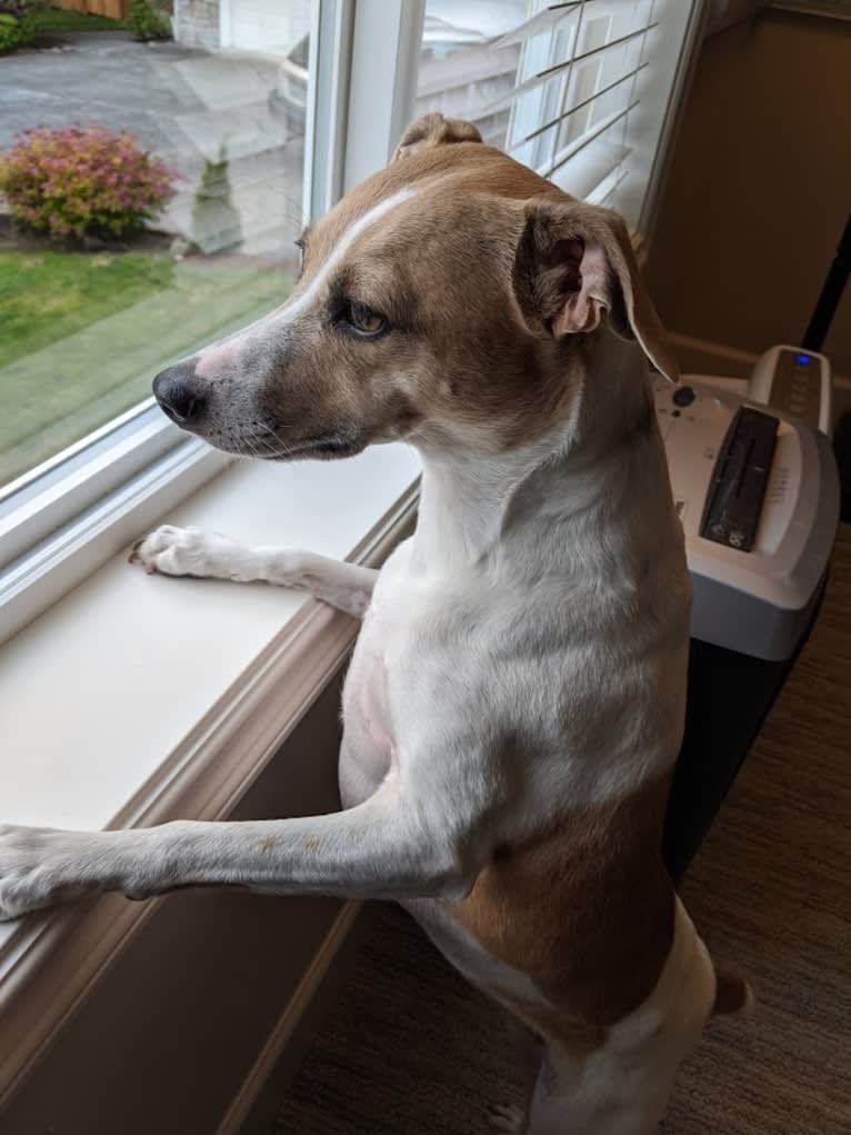 Katie, a Rat Terrier tested with EmbarkVet.com