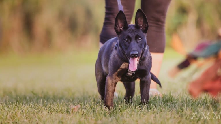 Franky, a Belgian Shepherd tested with EmbarkVet.com