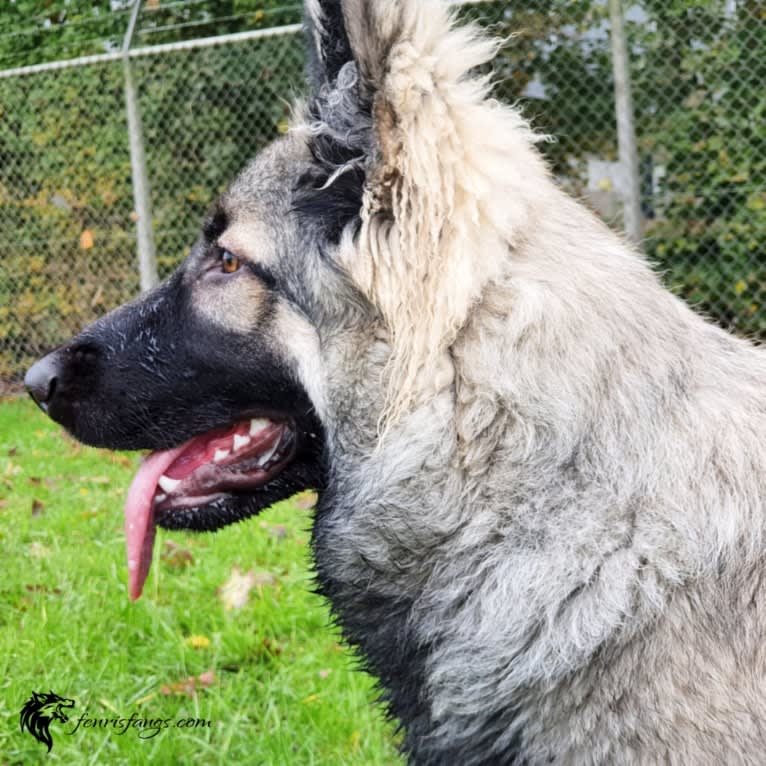 GEMMA, a German Shepherd Dog tested with EmbarkVet.com