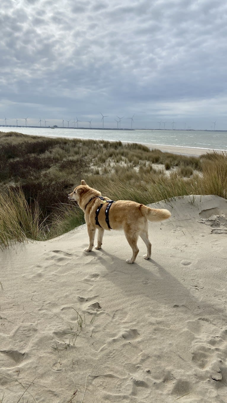 Jack, an Eastern European Village Dog tested with EmbarkVet.com
