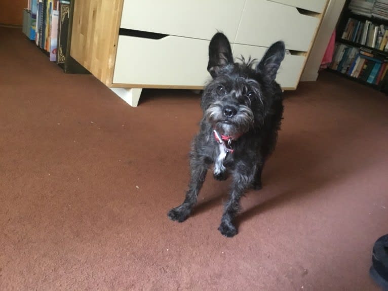 Schnauzer french bulldog mix outlet
