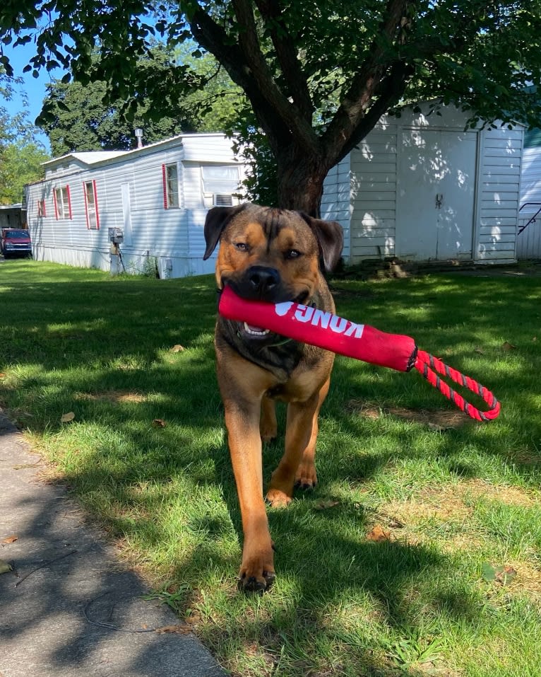 Lenny, a Rottweiler and American Pit Bull Terrier mix tested with EmbarkVet.com