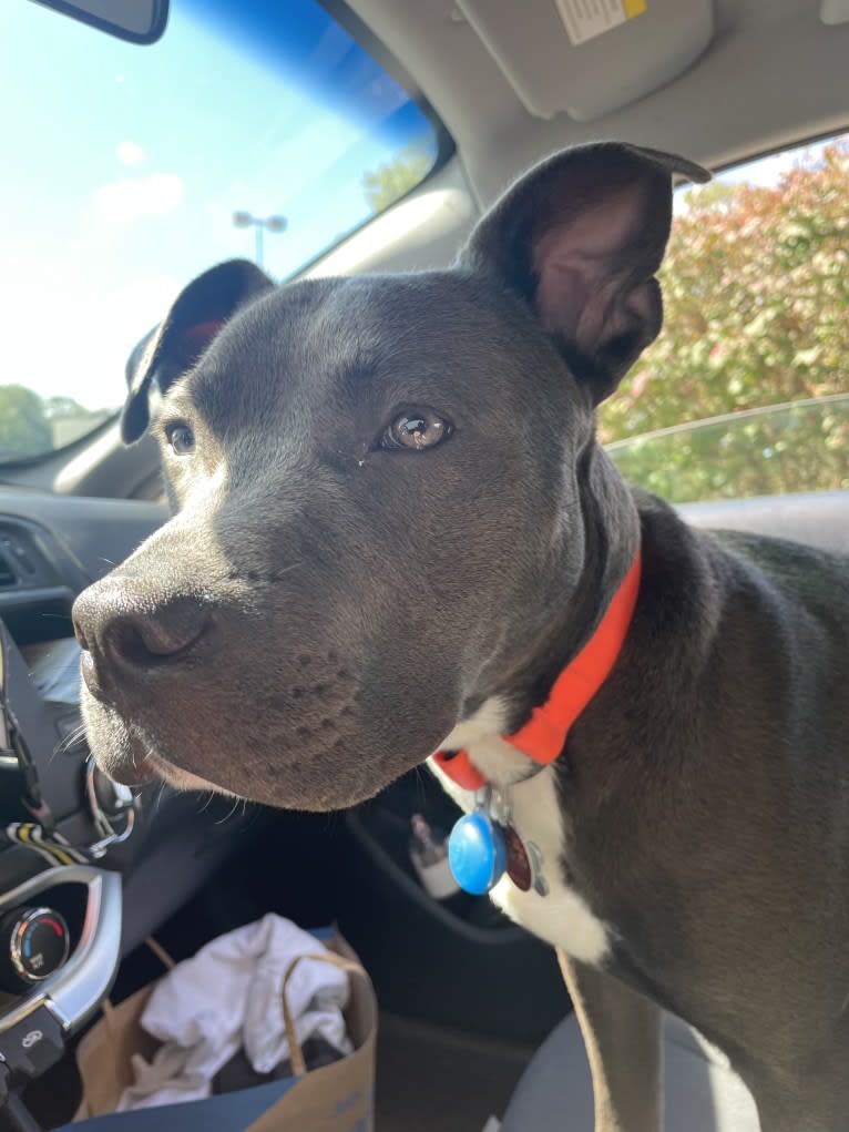 Oliver, an American Pit Bull Terrier tested with EmbarkVet.com