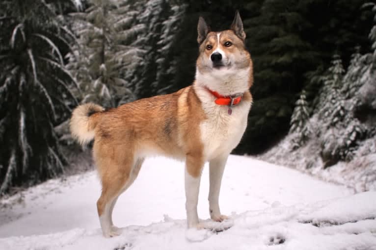 Naida, a West Siberian Laika tested with EmbarkVet.com