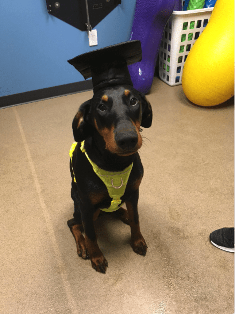 Arlo, a Doberman Pinscher tested with EmbarkVet.com