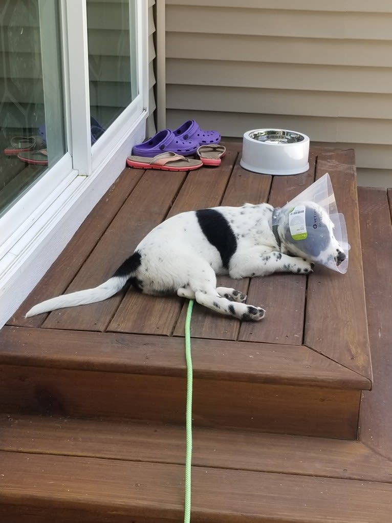 Rorschach, a Labrador Retriever and German Shepherd Dog mix tested with EmbarkVet.com