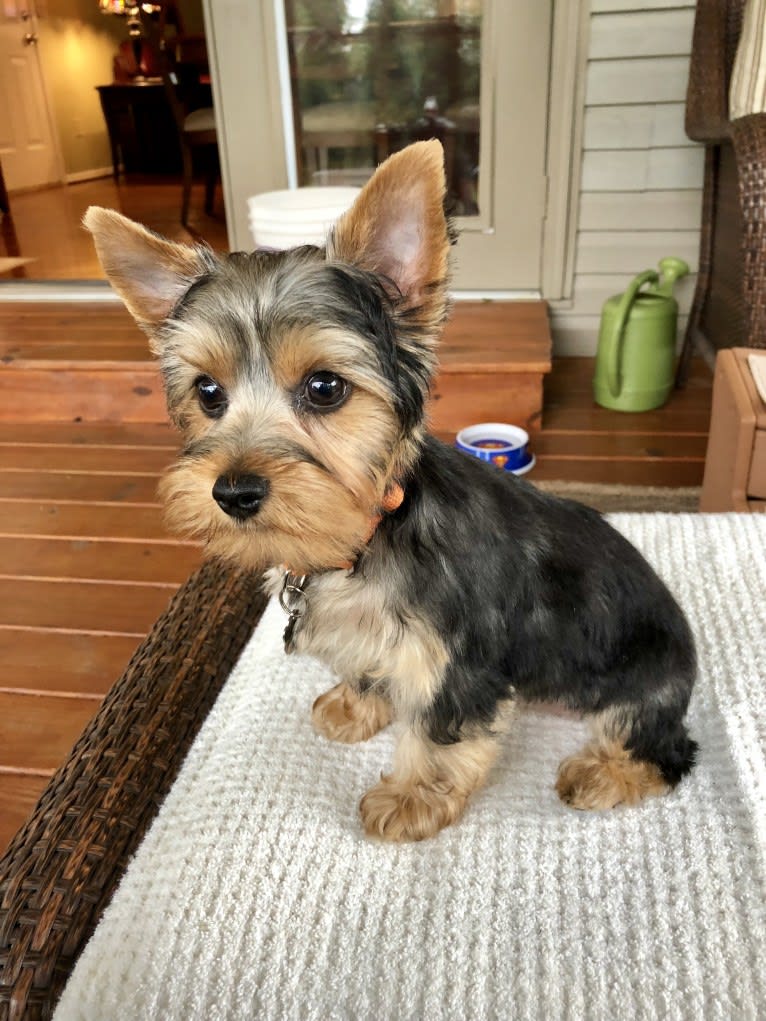 Bentley, a Yorkshire Terrier tested with EmbarkVet.com