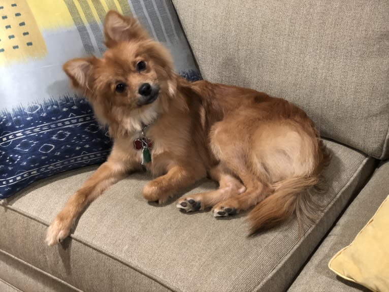 Biggie Smalls, a Pomeranian and Chihuahua mix tested with EmbarkVet.com