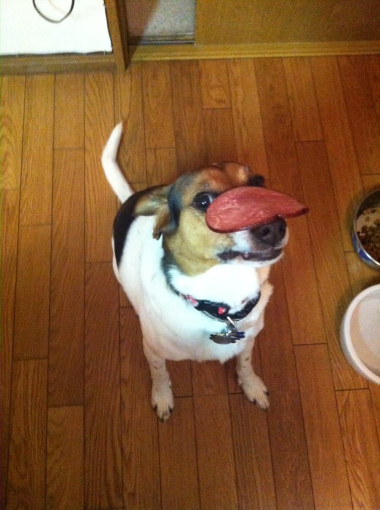 Maggie, a Beagle and Golden Retriever mix tested with EmbarkVet.com