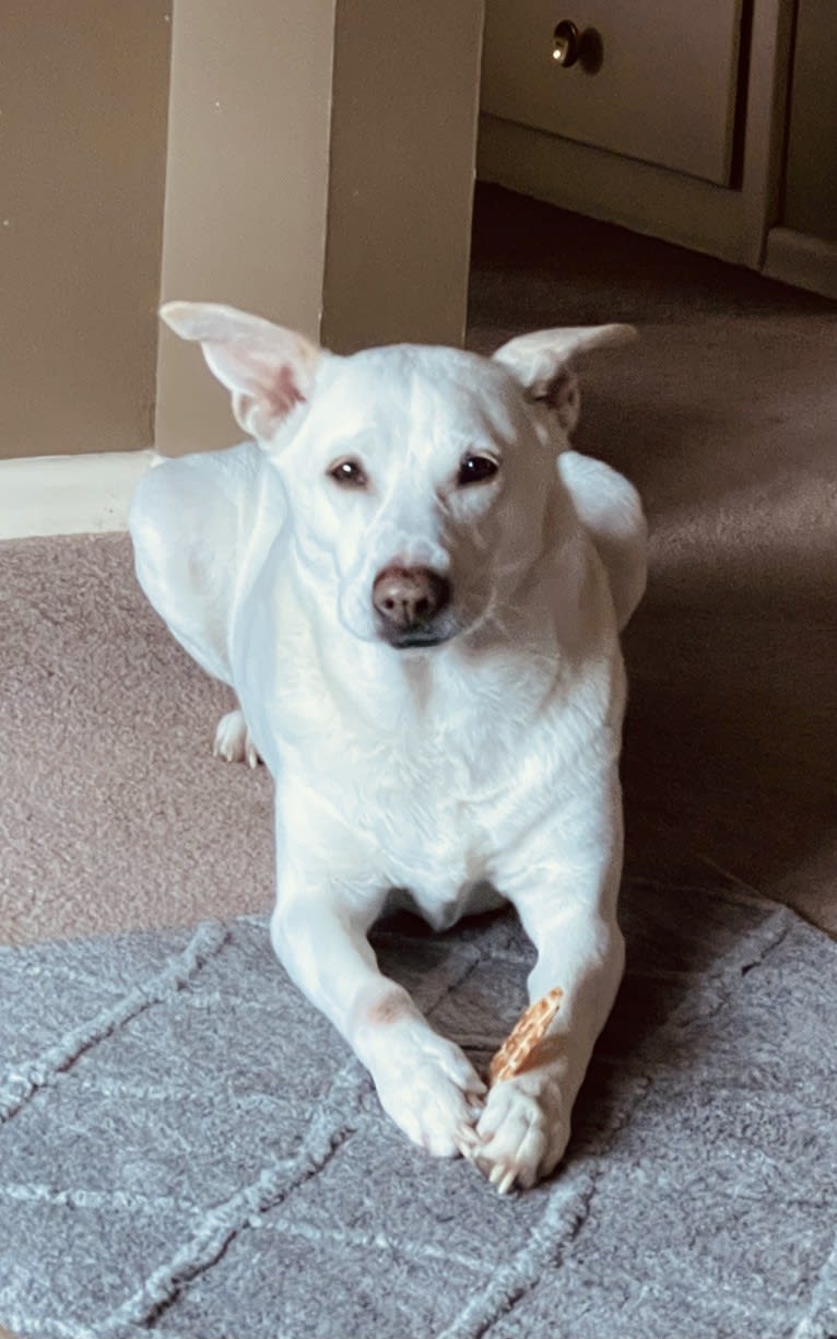 Darwin, a Chow Chow and Labrador Retriever mix tested with EmbarkVet.com