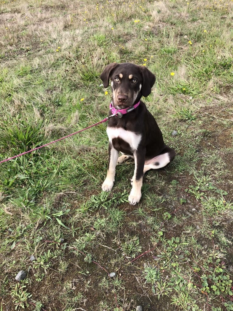 Poppy Poopalicious, a German Shepherd Dog and Labrador Retriever mix tested with EmbarkVet.com