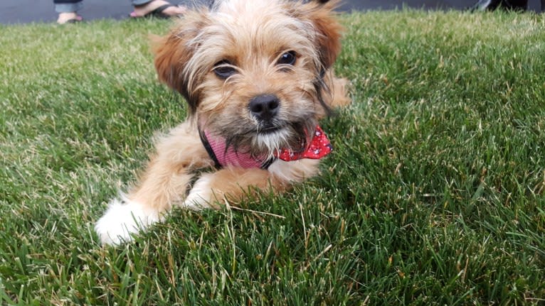 Benji, a Lhasa Apso and Chihuahua mix tested with EmbarkVet.com