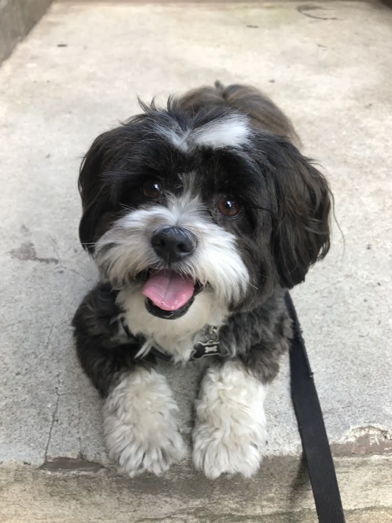 Winston, a Shih Tzu and Miniature Schnauzer mix tested with EmbarkVet.com