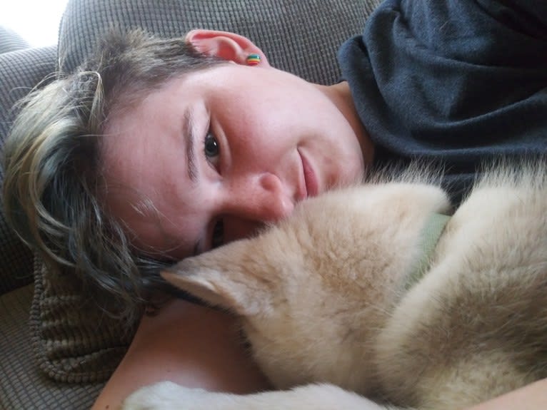 Everest, a Gerberian Shepsky tested with EmbarkVet.com