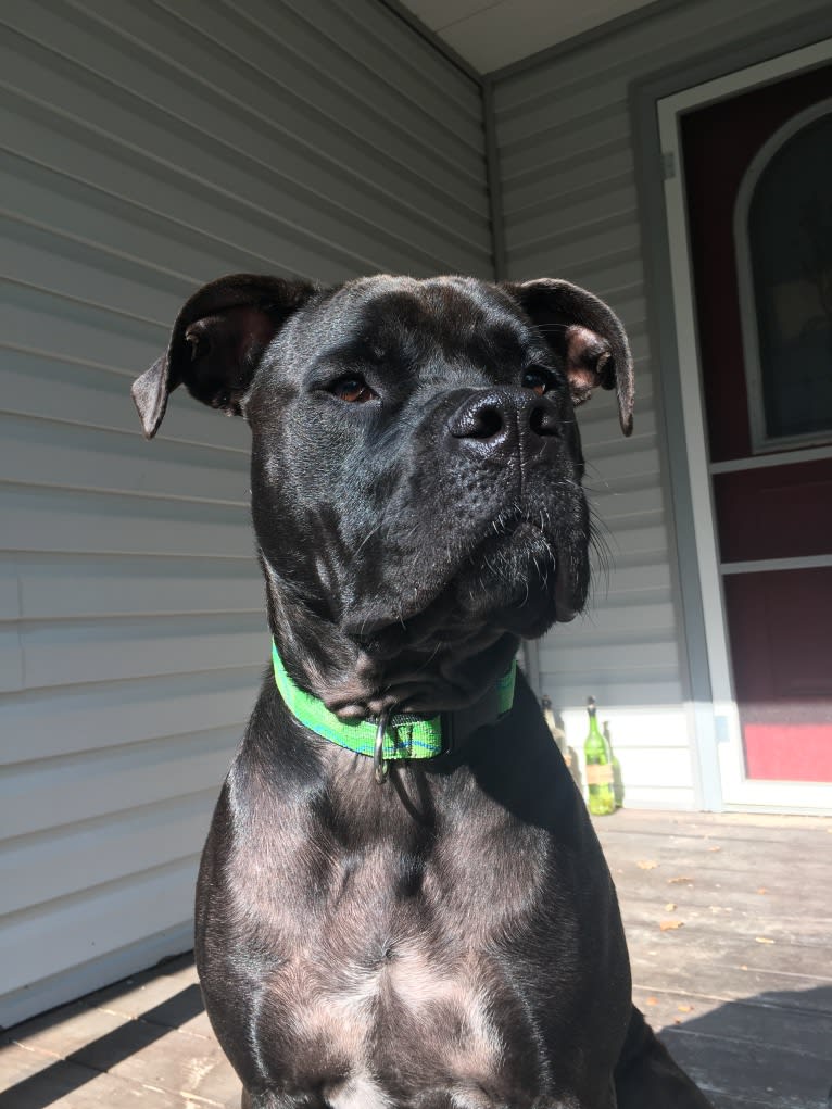 Zhala, a Cane Corso and American Pit Bull Terrier mix tested with EmbarkVet.com