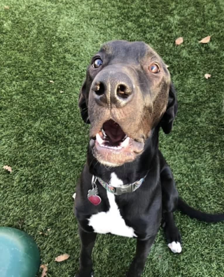 Beau, a Catahoula Leopard Dog and Great Dane mix tested with EmbarkVet.com