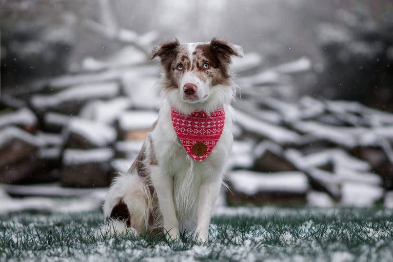 Spurs N Ashes, a Border Collie tested with EmbarkVet.com