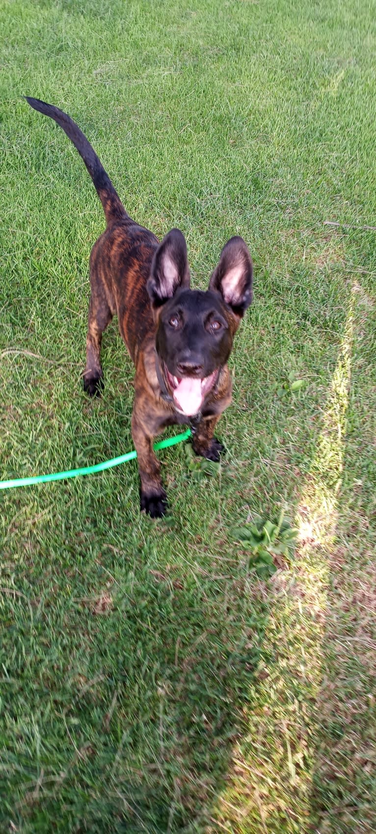 Static, a Dutch Shepherd tested with EmbarkVet.com