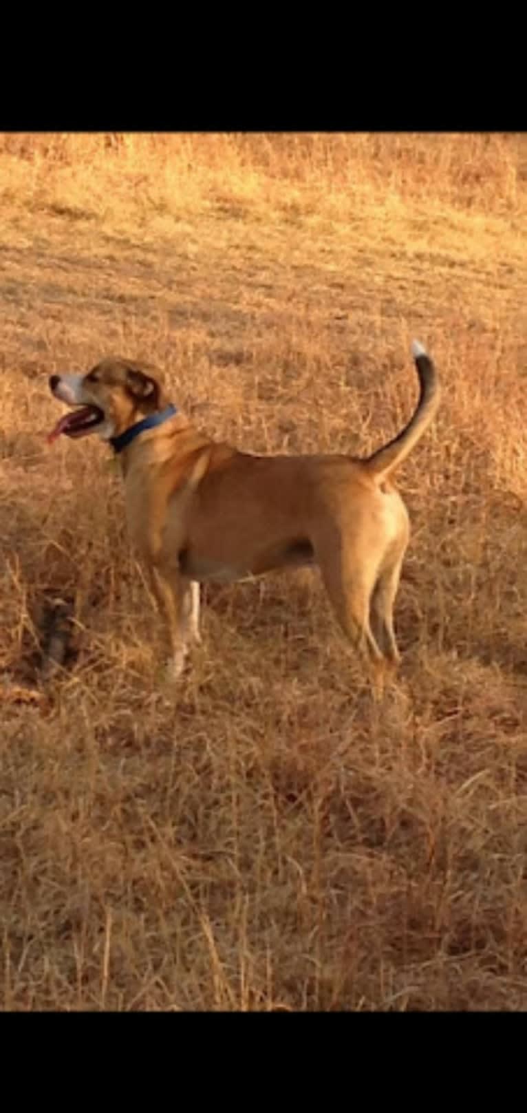 Chopper, a Bulldog and Border Collie mix tested with EmbarkVet.com