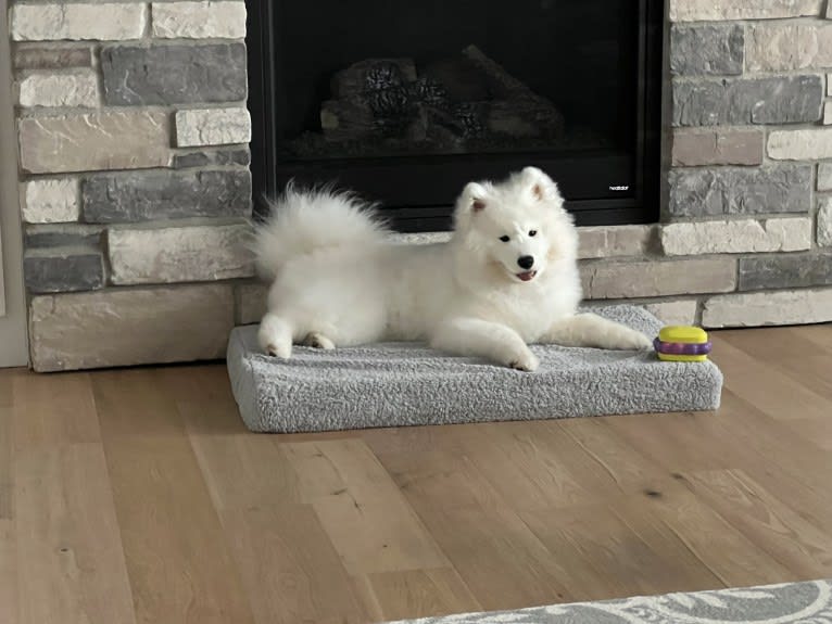 Sundae, a Samoyed tested with EmbarkVet.com