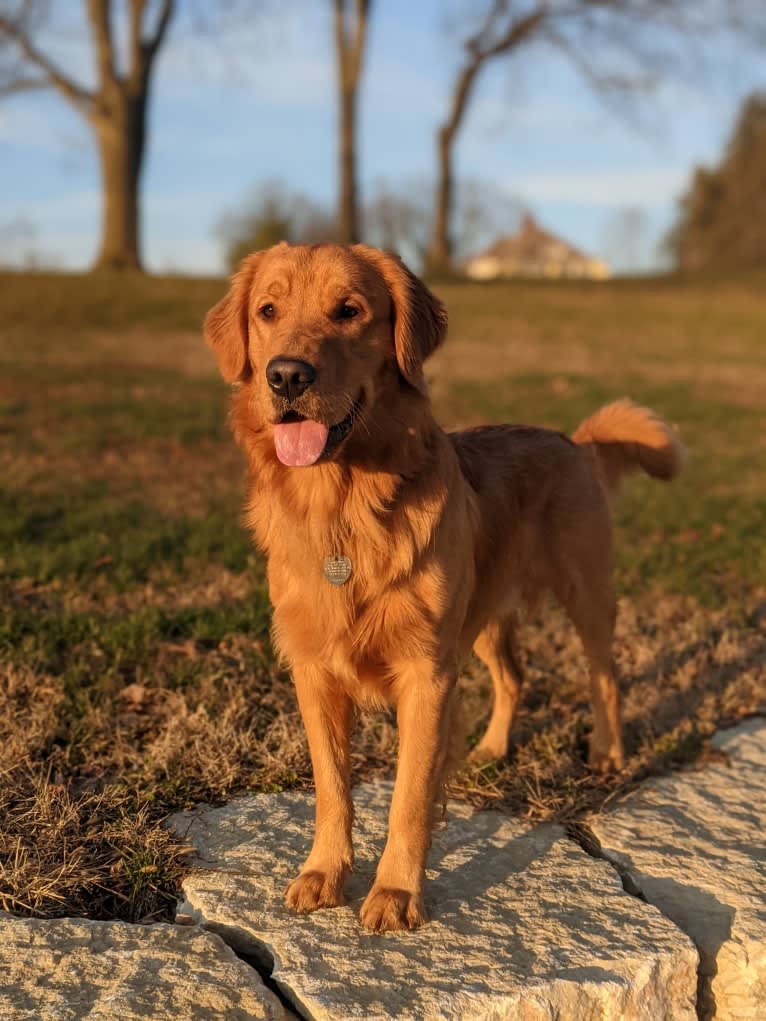 Pierre-luc, a Golden Retriever tested with EmbarkVet.com