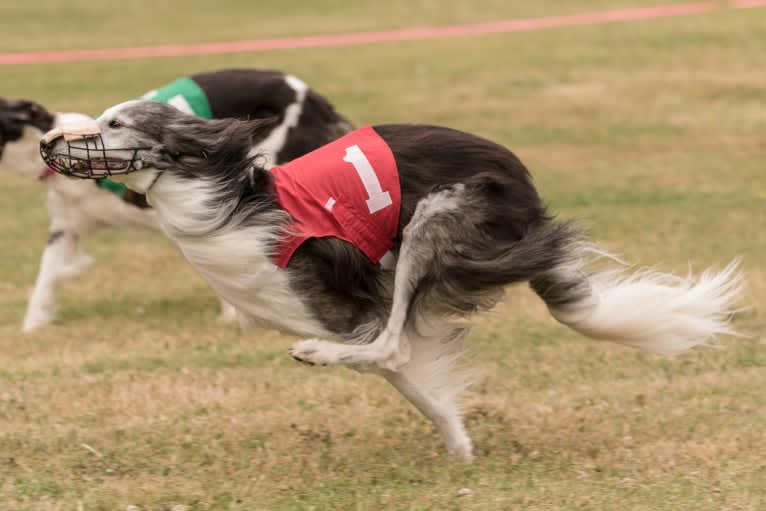 D'Artagnan, a Silken Windhound tested with EmbarkVet.com