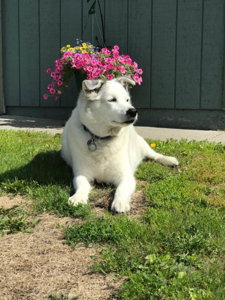 Buddy, an American Eskimo Dog and Norwegian Elkhound mix tested with EmbarkVet.com