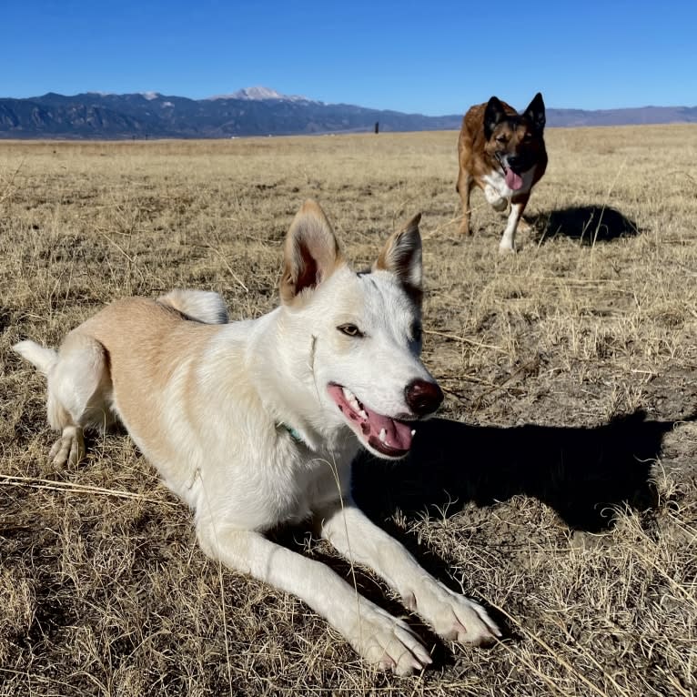 Kiva, a Border Collie and Australian Cattle Dog mix tested with EmbarkVet.com