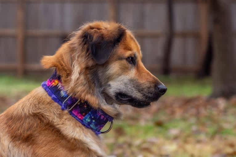 Journey, a Chinese Village Dog tested with EmbarkVet.com