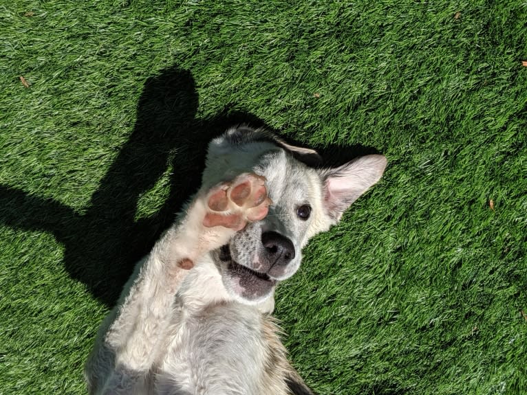 Juno, a Labrador Retriever and Siberian Husky mix tested with EmbarkVet.com