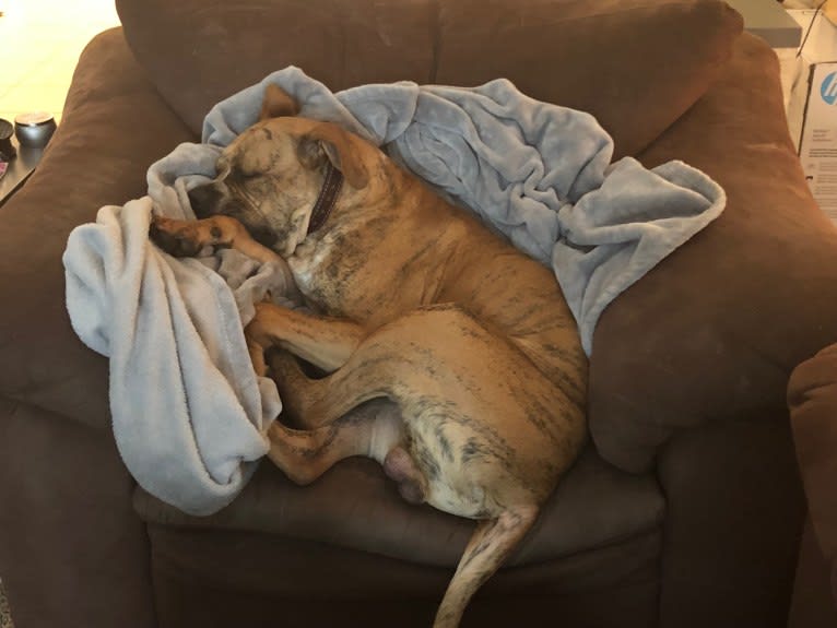 Mikey, an American Bulldog tested with EmbarkVet.com