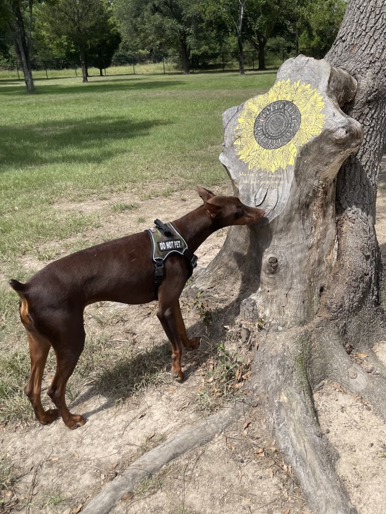 Axel Valor Rasberry, a Doberman Pinscher tested with EmbarkVet.com