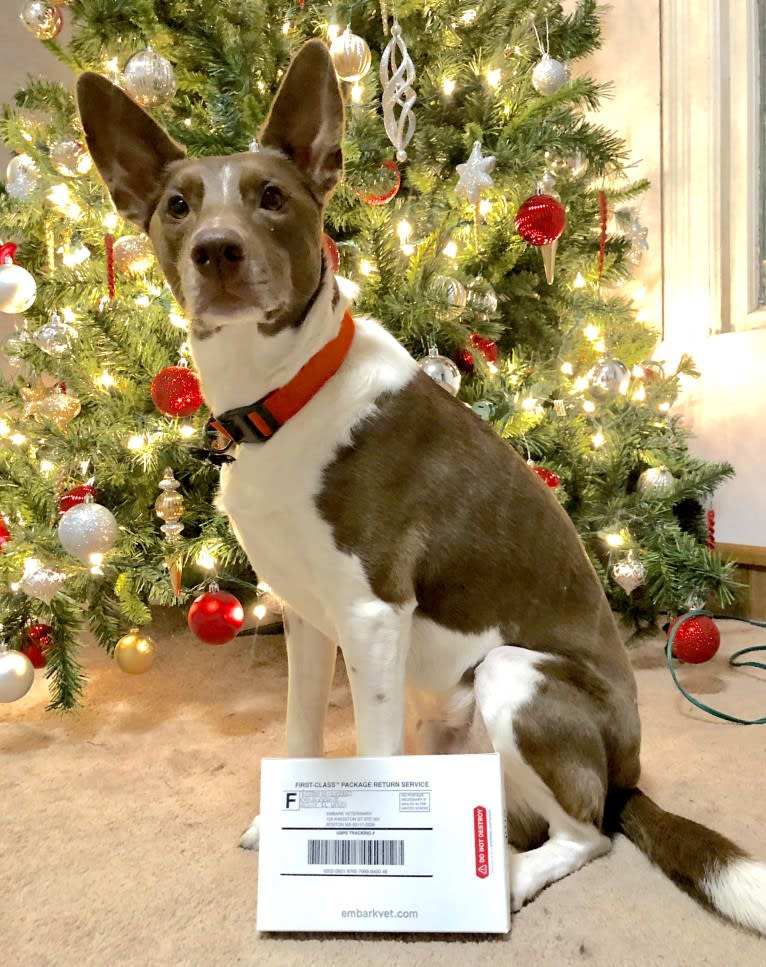 Gemini, a Border Collie and Australian Shepherd mix tested with EmbarkVet.com