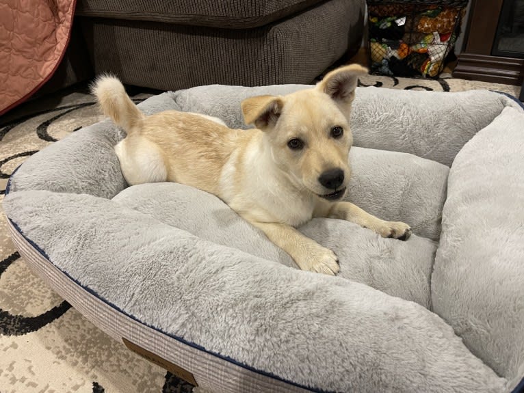 Nala, a Labrador Retriever and Chow Chow mix tested with EmbarkVet.com