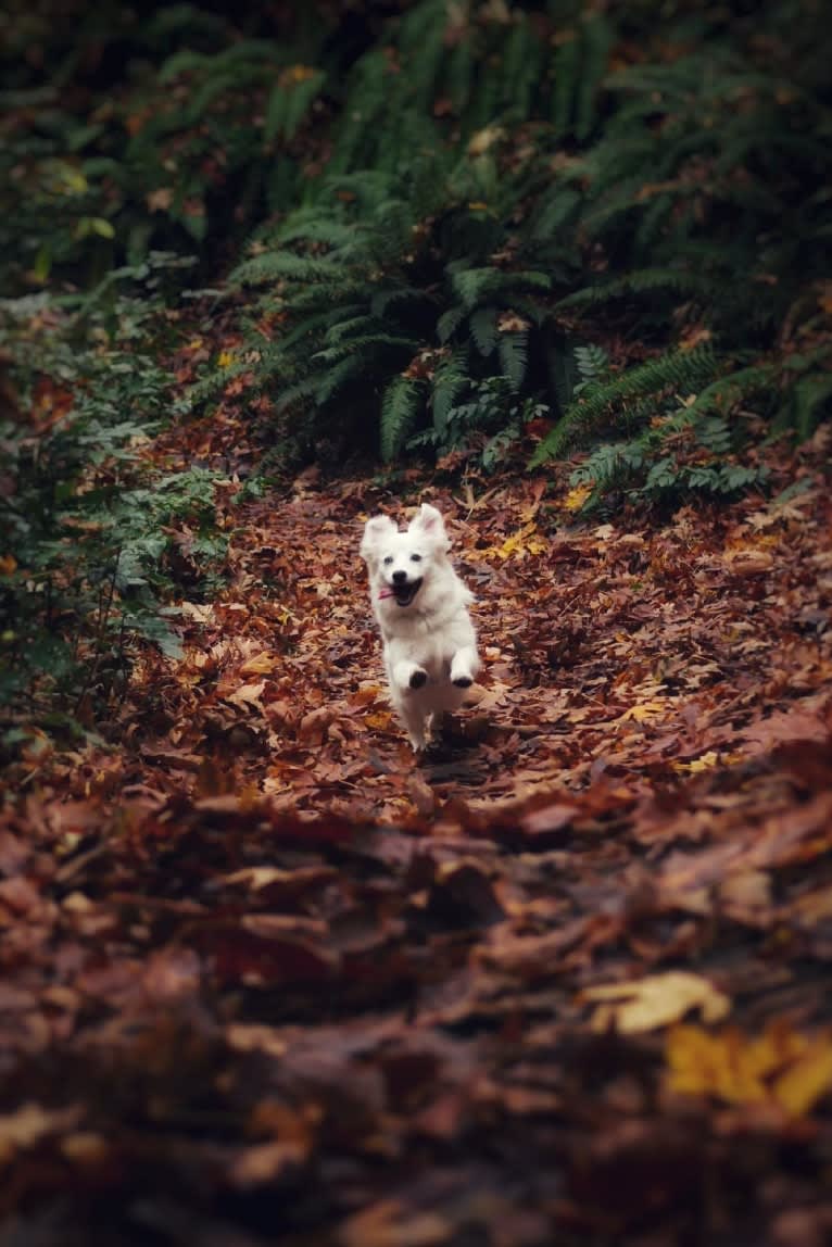 Luna, an American Eskimo Dog and Poodle (Small) mix tested with EmbarkVet.com
