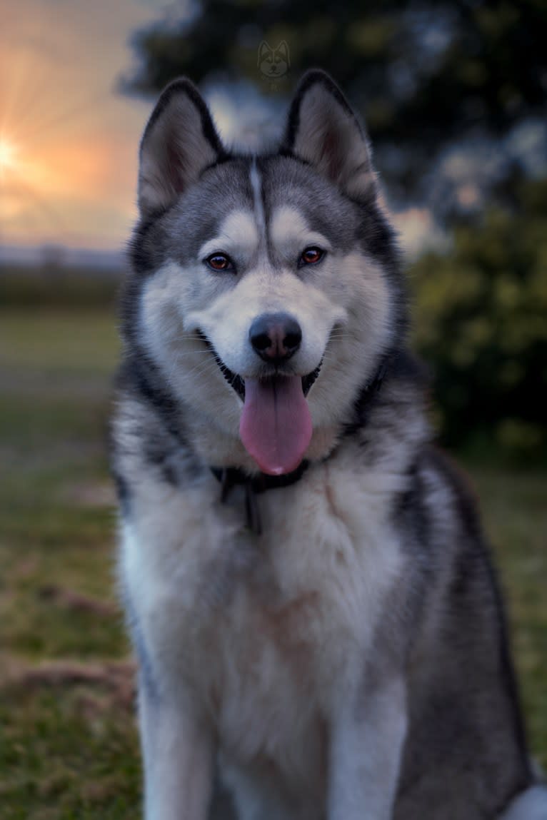 Apollo, a Samoyed and Siberian Husky mix tested with EmbarkVet.com