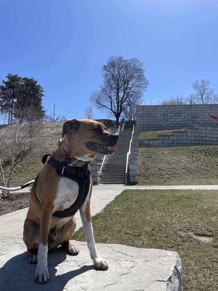 Francis, an American Pit Bull Terrier and Australian Cattle Dog mix tested with EmbarkVet.com