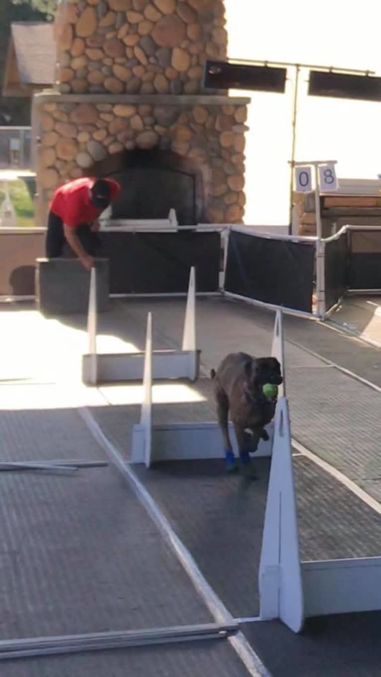 Mangle, a Dutch Shepherd tested with EmbarkVet.com