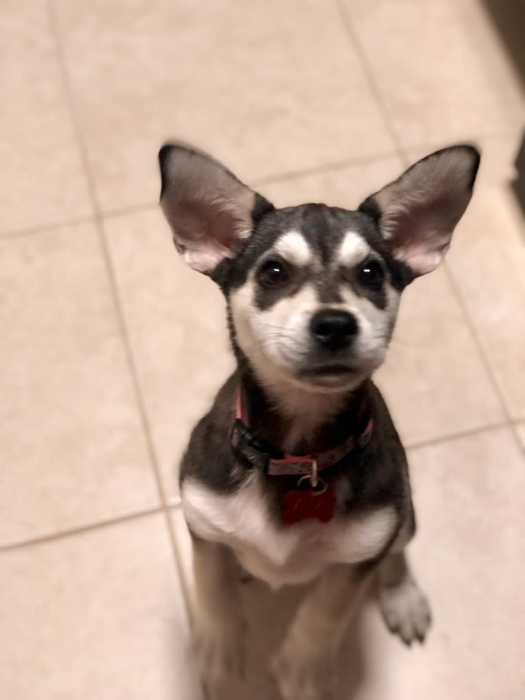 Yuki, a Siberian Husky and Beagle mix tested with EmbarkVet.com