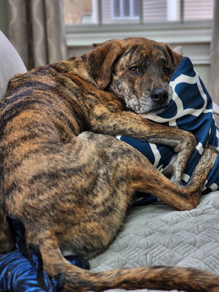 Brindley, a Great Pyrenees and Catahoula Leopard Dog mix tested with EmbarkVet.com