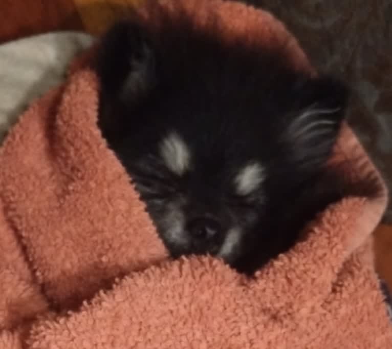 Trixie, a Pomeranian tested with EmbarkVet.com