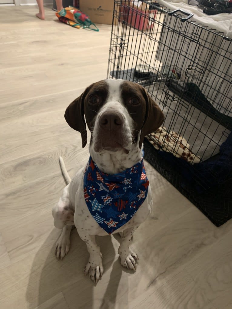 AJ, a Pointer tested with EmbarkVet.com