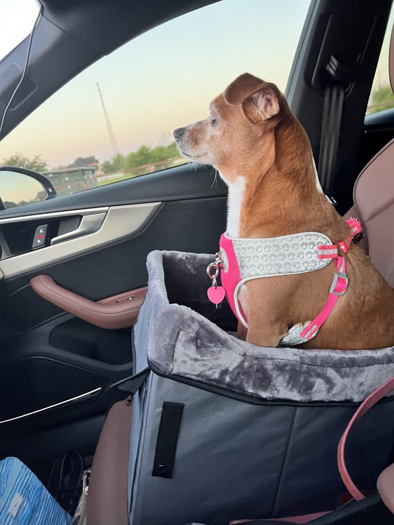 Ruby, a Rat Terrier and Chihuahua mix tested with EmbarkVet.com