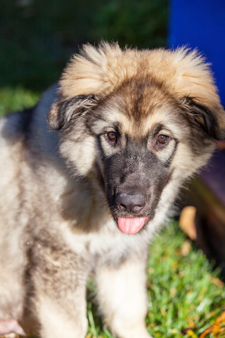 Forge, a German Shepherd Dog and Alaskan Malamute mix tested with EmbarkVet.com