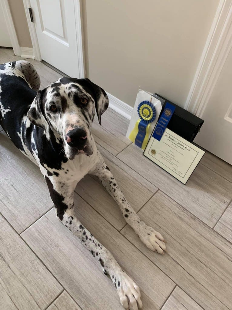 Molly, a Great Dane tested with EmbarkVet.com