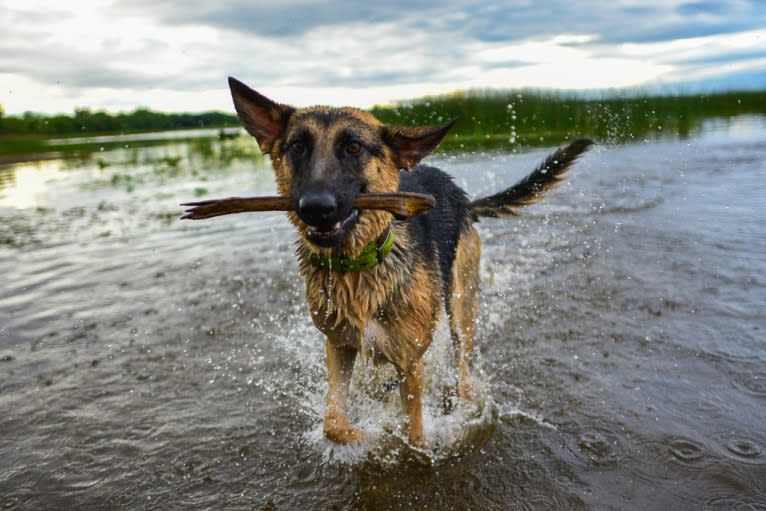 Lyra, a German Shepherd Dog tested with EmbarkVet.com